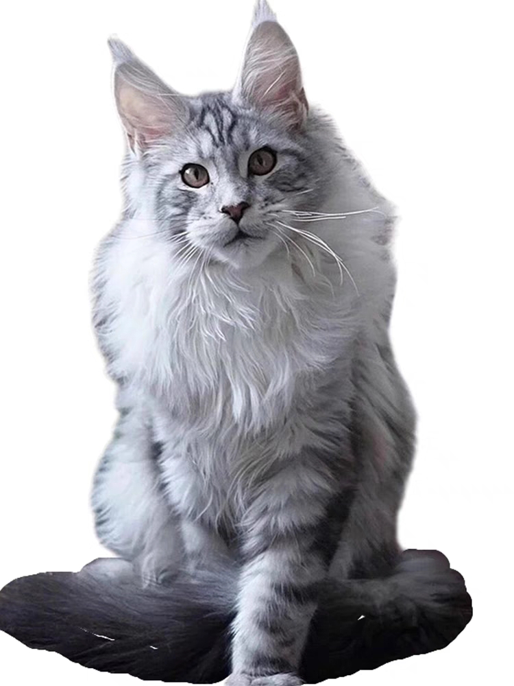 猫舍直销,批发价出售,缅因猫